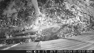 First hedgehog visitor of 2022