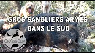 Gros sangliers armés (Région PACA)