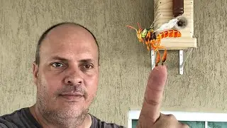 TROCANDO A CAIXA DA ABELHA JATAÍ - ABELHAS SEM FERRÃO - ASF