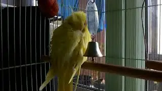 Как спят кореллы/ How sleep parrot