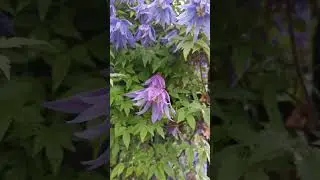 #shortsРекомендую