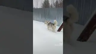 Альма Ракета #dog