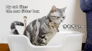 猫が喜ぶ新しいトイレを買ったらこうなりました。My cat likes the new litter box【大型で砂飛び散り防止】