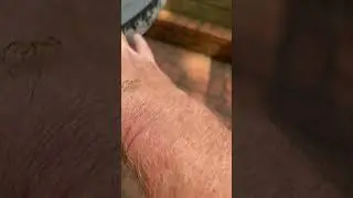 Mr. spider comes back