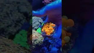Original WWC OG Bounce Mushroom #aquarium #reef #coralreef #reeftank #coral #bouncemushroom #reefing
