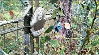Три кладбища близ исчезнувшей деревни Боротно. Попова горка, Павлинка. (Псковская область). часть 2.