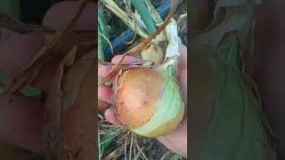 Убираю лук посаженный из севка. Подмосковье 15 июля