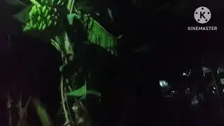 Suara Burung Seram_suara
