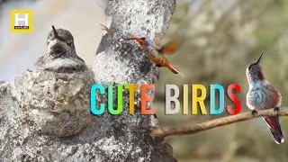 Birds 🐦 on a tree 🌳 #youtube #video