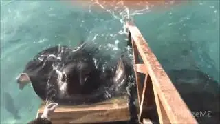 Manta or Dog? A Manta Ray come to eat like a dog - SocializeME