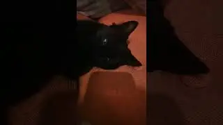 Тин Тин Трин Тин Трин 