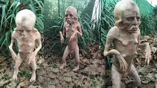 10 Strangest Creatures Recently Discovered!