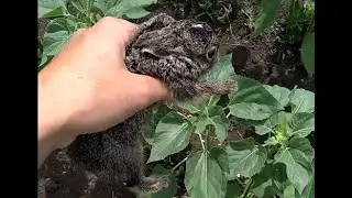 The hare is he eared Was not afraid of anything aboba rabbit