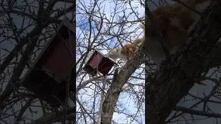 #кот