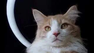Maine Coon Exploring with Cat Collar Cam #catcam #petcam #cat #video  #pets #mainecoon #family