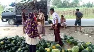 ECO FARMING produksi SEMANGKA BERLIMPAH ( Tim Solid ERI )PRESIDEN ERI