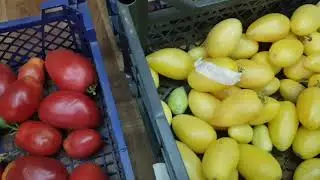 Три сорта открытого грунта для осеннего хранения. Удивили новинки, не подвели старожилы. 07.10.2424