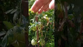 Почему у меня сладкие помидоры.