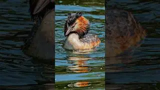 #wildlife #birds #photography #تصوير #birdphotography #nature #birdsounds #الطيور #طائر_الحسون