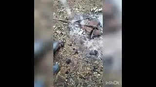 Бобры потушили костер в лесу