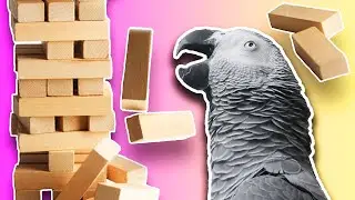 Apollo Plays Jenga