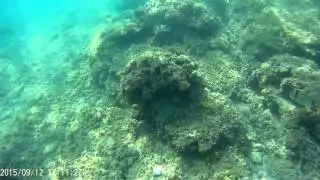 Brijuni island in Croatia 2015 Beautiful Fishes Under the Sea