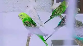 Amazing Sound Effect | Beautiful Colourful Birds | Birds Sound | Birds Sound Effect | 