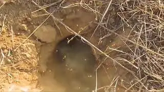 Eu estou com mais um vídeo 🙊🐊🐢🐉