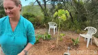 L O.V.E. Farmstay: Papaya Sanctuary!?