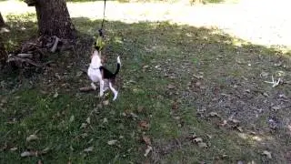 How to keep a beagle entertained.