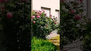 Трояндовий букет #shorts #трондовийбукет