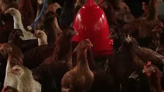 Fakta Unik Tentang Ayam yang Mungkin Belum kamu Ketahui!