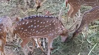 Cheetah Deer Feeding Grass In Deer Farm - Hungry Deer Roaring #Deer