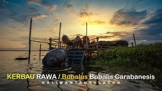 Wisata Kerbau Rawa ( Bubalus bubalis carabanesis ) - Kalimantan Selatan