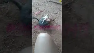 CAO E GATO NAO FALAM A MESMA LINGUA #pets #cao #gatos #dublagem #dub #shorts #tiktok #reels