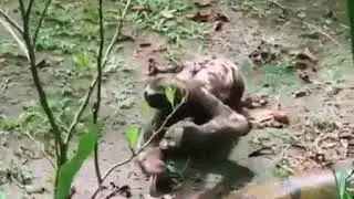 Giant Anaconda vs Sloth!!! Turns out they are buddies lol