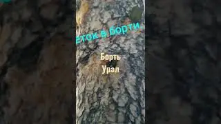 Борть для пчел .