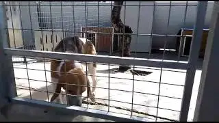 Beagle Macho