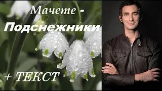 Мачете - Подснежники (2021) I ТЕКСТ ПЕСНИ, ПОПРОБУЙ ПОДПЕВАТЬ