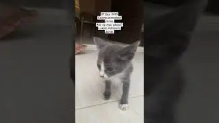 Kucin peranakan. Boleh diadopsi