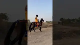 Horse training 💪 