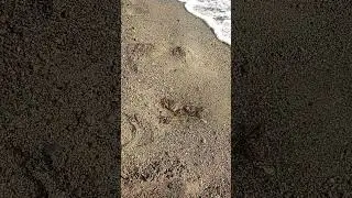 Почему Крабы Окопались?Как Маскируются Крабы в Море?