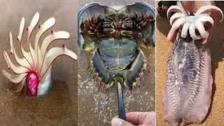 🔴ENCONTRANDO ANIMAIS INCRIVEIS NA PRAIA .99% NÃO CHEGA AO FIM DO VIDEO . ( SATISFATORIOS ) 2020