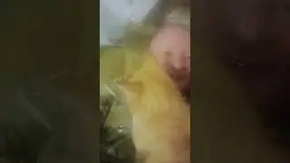 Рыжик ❤️