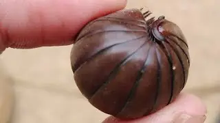 Glomerida กระสุนพระอินทร์,ม้วนชิด,กิ้งกือป้อม #glomeridae #glomeris #cuteanimals #cuteanimalsdaily