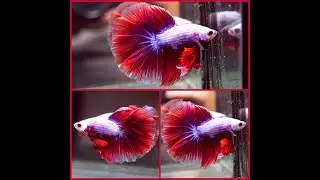Betta Fish RED PURPLE DRAGON Rosetail Halfmoon Male X511