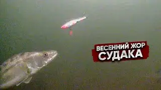 Выехал на вечерку и ПОПАЛ на ВЕСЕННИЙ ЖОР / Поклевки ПОД ВОДОЙ