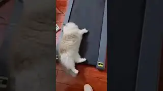 😅ЗАРЯДОЧКА  | РЖАКА | 