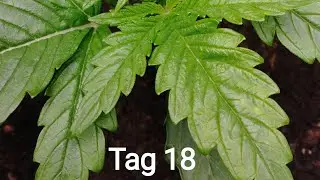 Cannabis Grow Quick One Tag 18 Vlog