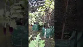 Berkebun dihalaman Rumah😁#shorts